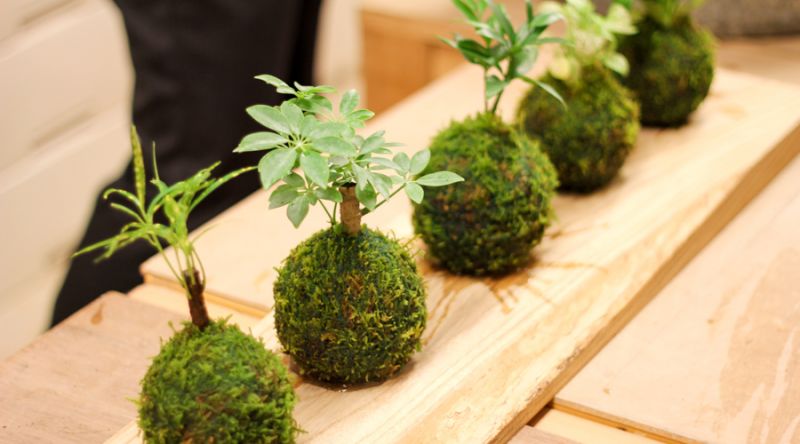 chọn cây làm Kokedama